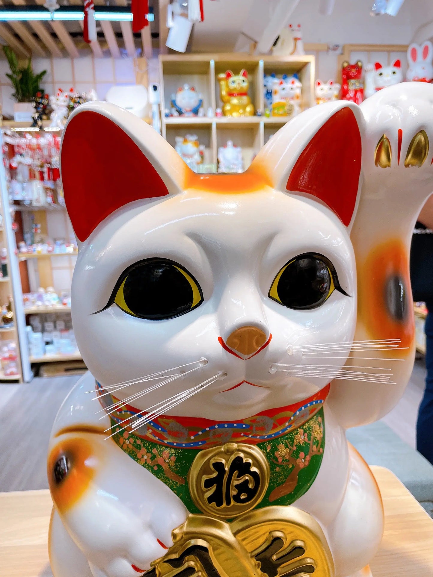 日本常滑小判招財貓 15號 左