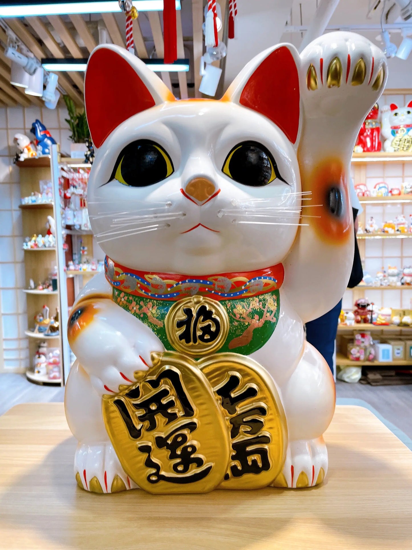 日本常滑小判招財貓 15號 左